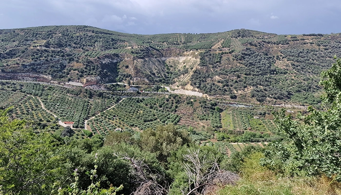 Driving through olive groves in Crete on a quiet road, a safe and scenic way to explore the island