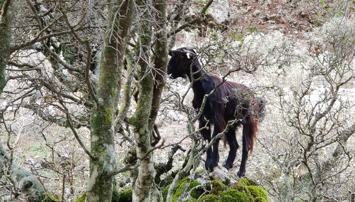 goat on rock Imbros Gorge Crete