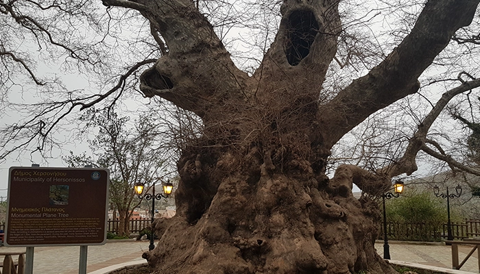 Krasi village with ancient plane tree during Lassithi Plateau excursion in Crete with Car and Travel